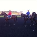 Yearlings at Rosehill trackwork (L to R) Fastnet Rock/Razzia gelding, God's Own/Sinistra colt and Nadeem/Heart Set colt Yearlings at Rosehill trackwork (L to R) Fastnet Rock/Razzia gelding, God's Own/Sinistra colt and Nadeem/Heart Set colt